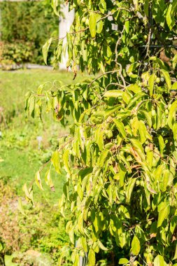 Saint Gallen, İsviçre, 7 Eylül 2024 Aktinidia Arguta veya botanik bahçesindeki sert kivi bitkisi