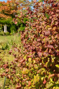 Saint Gallen, İsviçre, 7 Eylül 2024 Cornus Alba veya botanik bahçesindeki Sibirya Dogwood bitkisi