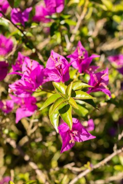 Saint Gallen, İsviçre, 7 Eylül 2024 Bougainvillea X Buttiana Bitkisi Botanik Bahçesi