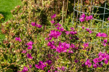 Saint Gallen, İsviçre, 7 Eylül 2024 Bougainvillea X Buttiana Bitkisi Botanik Bahçesi