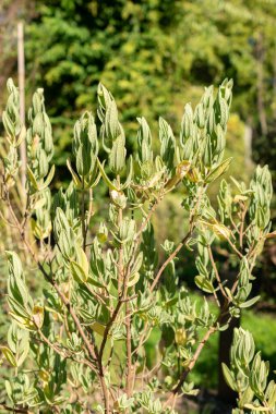 Saint Gallen, İsviçre, 7 Eylül 2024 Cistus Albidus veya gri yapraklı siğil bitkisi botanik bahçesinde