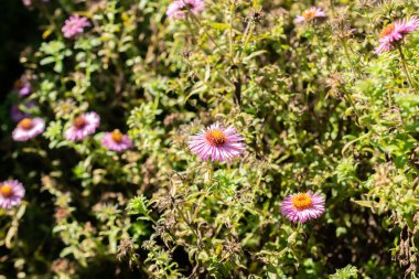 Saint Gallen, İsviçre, 7 Eylül 2024 Aster Novae Angliae Barrs Pembe veya botanik bahçesindeki yeni İngiltere paskalya bitkisi