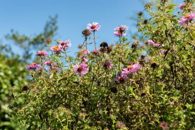 Saint Gallen, İsviçre, 7 Eylül 2024 Aster Novae Angliae Barrs Pembe veya botanik bahçesindeki yeni İngiltere paskalya bitkisi