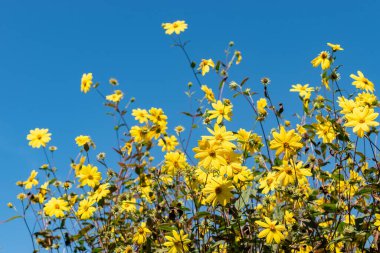 Saint Gallen, İsviçre, 7 Eylül 2024 Helianthus Microcephalus veya botanik bahçesindeki ormanlık ayçiçeği