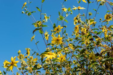 Saint Gallen, İsviçre, 7 Eylül 2024 Helianthus Microcephalus veya botanik bahçesindeki ormanlık ayçiçeği