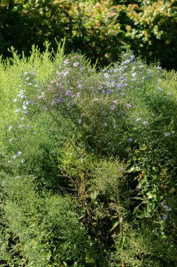 Saint Gallen, İsviçre, 7 Eylül 2024 Aster Cordifolius veya botanik bahçesindeki kalp yaprağı paskalya bitkisi