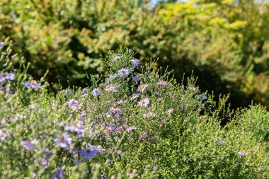 Saint Gallen, İsviçre, 7 Eylül 2024 Aster Cordifolius veya botanik bahçesindeki kalp yaprağı paskalya bitkisi