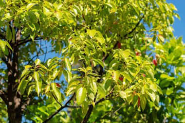 Saint Gallen, İsviçre, 7 Eylül 2024 Cinnamomum Camphora veya botanik bahçesindeki kafur ağacı