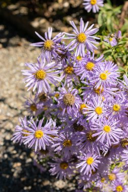 Saint Gallen, Switzerland, September 7, 2024 Aster Amellus Rudolph Goethe or european Michaelmas daisy plant at the botanical garden clipart