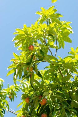 Saint Gallen, Switzerland, September 7, 2024 Cornus Capitata or benthams cornel plant at the botanical garden clipart