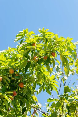 Saint Gallen, Switzerland, September 7, 2024 Cornus Capitata or benthams cornel plant at the botanical garden clipart