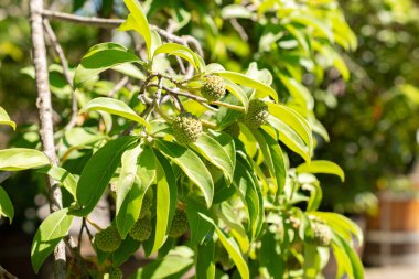 Saint Gallen, Switzerland, September 7, 2024 Cornus Capitata or benthams cornel plant at the botanical garden clipart