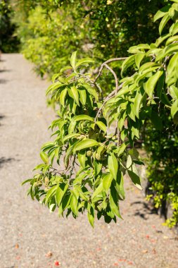 Saint Gallen, Switzerland, September 7, 2024 Cornus Capitata or benthams cornel plant at the botanical garden clipart