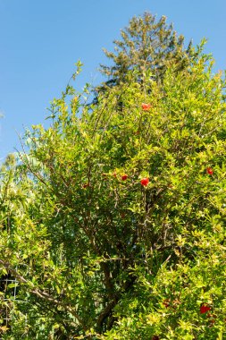 Saint Gallen, İsviçre, 7 Eylül 2024 Punica Granatum veya botanik bahçesindeki nar bitkisi