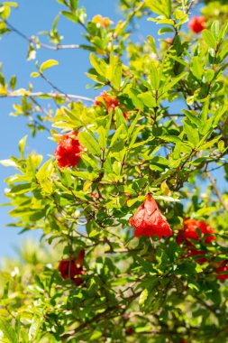 Saint Gallen, İsviçre, 7 Eylül 2024 Punica Granatum veya botanik bahçesindeki nar bitkisi