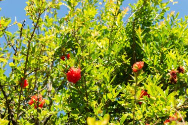 Saint Gallen, İsviçre, 7 Eylül 2024 Punica Granatum veya botanik bahçesindeki nar bitkisi
