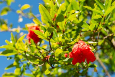 Saint Gallen, İsviçre, 7 Eylül 2024 Punica Granatum veya botanik bahçesindeki nar bitkisi