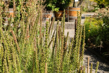 Saint Gallen, İsviçre, 7 Eylül 2024 Liatris Spicata veya botanik bahçesindeki çayır tüyü bitkisi