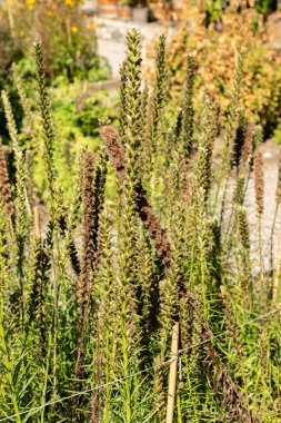 Saint Gallen, Switzerland, September 7, 2024 Liatris Spicata or prairie feather plant at the botanical garden clipart