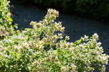 Saint Gallen, İsviçre, 7 Eylül 2024 Pychanthem Verticillat var Pilosum tesisi botanik bahçesinde
