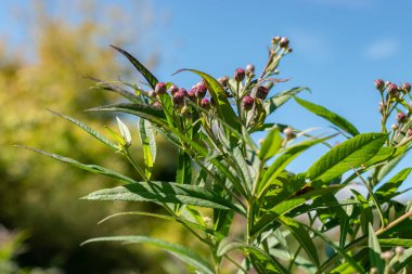 Saint Gallen, İsviçre, 7 Eylül 2024 Vernonia Gigantea veya botanik bahçesindeki dev demir bitkisi