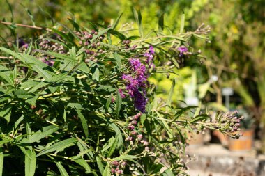 Saint Gallen, Switzerland, September 7, 2024 Vernonia Gigantea or giant ironweed plant at the botanical garden clipart