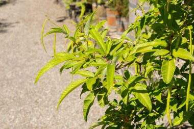 Saint Gallen, İsviçre, 7 Eylül 2024 Tecoma Stans veya botanik bahçesindeki sarı trompet çalı bitkisi