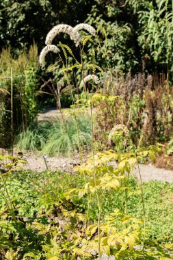 Saint Gallen, İsviçre, 7 Eylül 2024 Cimicifuga Racemosa veya botanik bahçesindeki siyah hindistan cevizi bitkisi