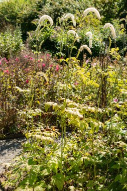 Saint Gallen, Switzerland, September 7, 2024 Cimicifuga Racemosa or black cohosh plant at the botanical garden clipart