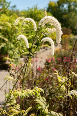 Saint Gallen, Switzerland, September 7, 2024 Cimicifuga Racemosa or black cohosh plant at the botanical garden clipart