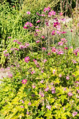 Saint Gallen, İsviçre, 7 Eylül 2024 Anemone X Hybrida Rubra bitkisi botanik bahçesinde.