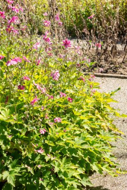 Saint Gallen, İsviçre, 7 Eylül 2024 Anemone X Hybrida Rubra bitkisi botanik bahçesinde.