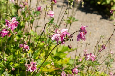 Saint Gallen, İsviçre, 7 Eylül 2024 Anemone X Hybrida Rubra bitkisi botanik bahçesinde.