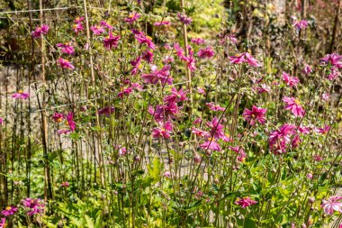 Saint Gallen, İsviçre, 7 Eylül 2024 Anemone X Hybrida Rubra bitkisi botanik bahçesinde.