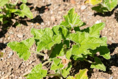 Saint Gallen, İsviçre, 7 Eylül 2024 Ecballium Elaterium veya botanik bahçesinde salatalık fışkırtan bitki