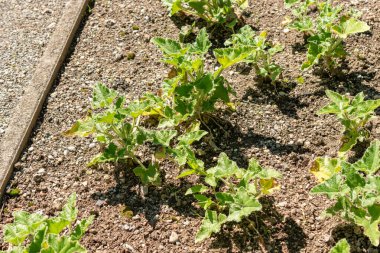 Saint Gallen, Switzerland, September 7, 2024 Ecballium Elaterium or squirting cucumber plant at the botanical garden clipart