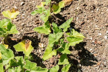 Saint Gallen, İsviçre, 7 Eylül 2024 Ecballium Elaterium veya botanik bahçesinde salatalık fışkırtan bitki