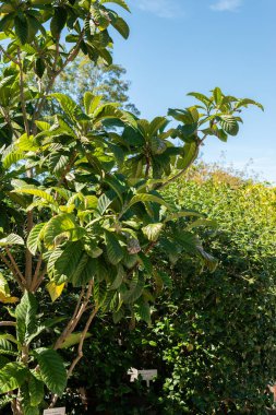 Saint Gallen, İsviçre, 7 Eylül 2024 Eriobortya Japonica veya botanik bahçesindeki loquat fabrikası