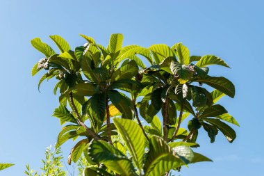 Saint Gallen, İsviçre, 7 Eylül 2024 Eriobortya Japonica veya botanik bahçesindeki loquat fabrikası