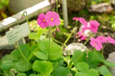 Saint Gallen, Switzerland, September 7, 2024 Oxalis Bowiei or bowies wood sorrel plant at the botanical garden clipart