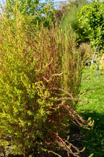 stock image Saint Gallen, Switzerland, September 7, 2024 Bassia Scoparia or ragweed plant at the botanical garden