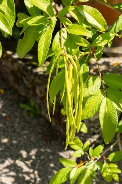 stock image Saint Gallen, Switzerland, September 7, 2024 Tecoma Stans or yellow trumpet bush plant at the botanical garden