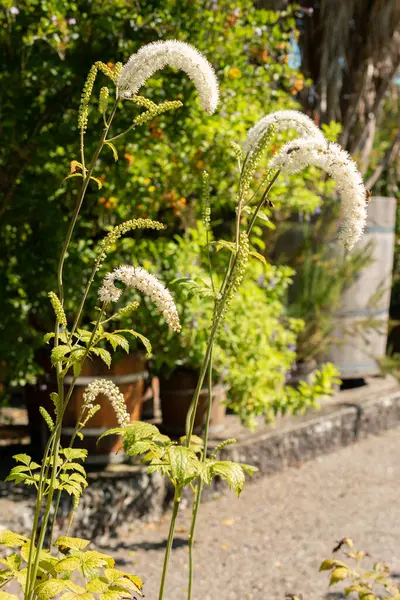 stock image Saint Gallen, Switzerland, September 7, 2024 Cimicifuga Racemosa or black cohosh plant at the botanical garden