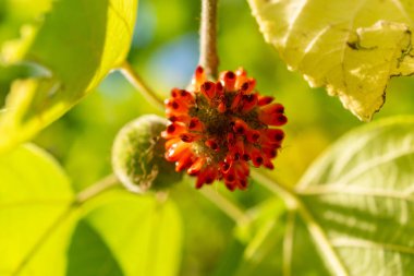 Zurich, Switzerland, September 21, 2024 Broussonetia Papyrifera or papaer mulberry plant at the botanical garden clipart