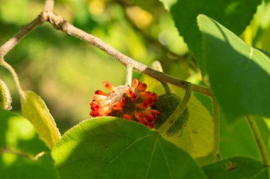 Zurich, Switzerland, September 21, 2024 Broussonetia Papyrifera or papaer mulberry plant at the botanical garden clipart