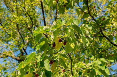 Zurich, Switzerland, September 21, 2024 Broussonetia Papyrifera or papaer mulberry plant at the botanical garden clipart