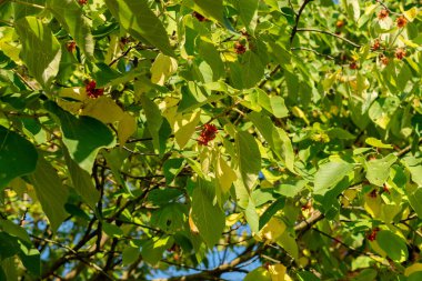 Zürih, İsviçre, 21 Eylül 2024 Broussonetia Papyrifera veya botanik bahçesindeki kağıt dut bitkisi