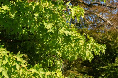 Zürih, İsviçre, 21 Eylül 2024 Liquidambar Orientalis veya botanik bahçesindeki oryantal sakız bitkisi