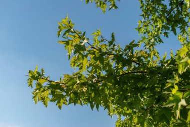 Zürih, İsviçre, 21 Eylül 2024 Liquidambar Orientalis veya botanik bahçesindeki oryantal sakız bitkisi