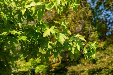 Zürih, İsviçre, 21 Eylül 2024 Liquidambar Orientalis veya botanik bahçesindeki oryantal sakız bitkisi